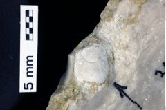 Foto (Detailansicht) von Cracensigillatus acutirostris (Moericke, 1889) (NHMW-GEO-1990-0041-0314)